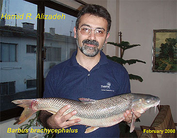 845_Hamid Reza Alizadeh_Aral Barbel_Luciobarbus brachycephalus.jpg 845_Hamid Reza Alizadeh_Aral Barbel_Luciobarbus brachycephalus.jpg